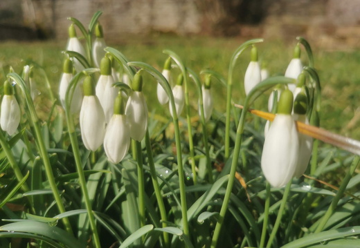 Perce Neige_Le Mont_Printemps_©Heidi HEIMBURGER