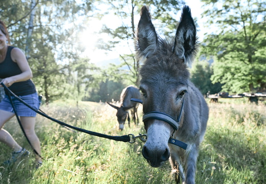 Forêt-Animée HD-1